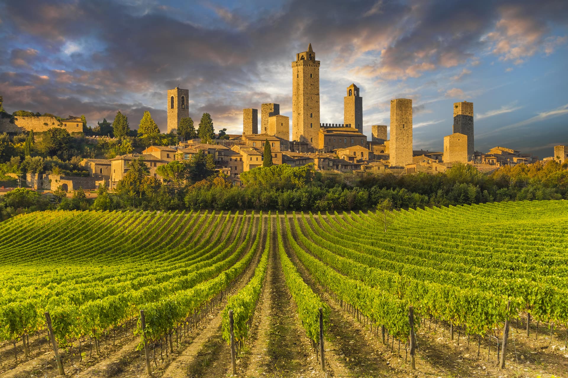 Vigneti a San Gimignano