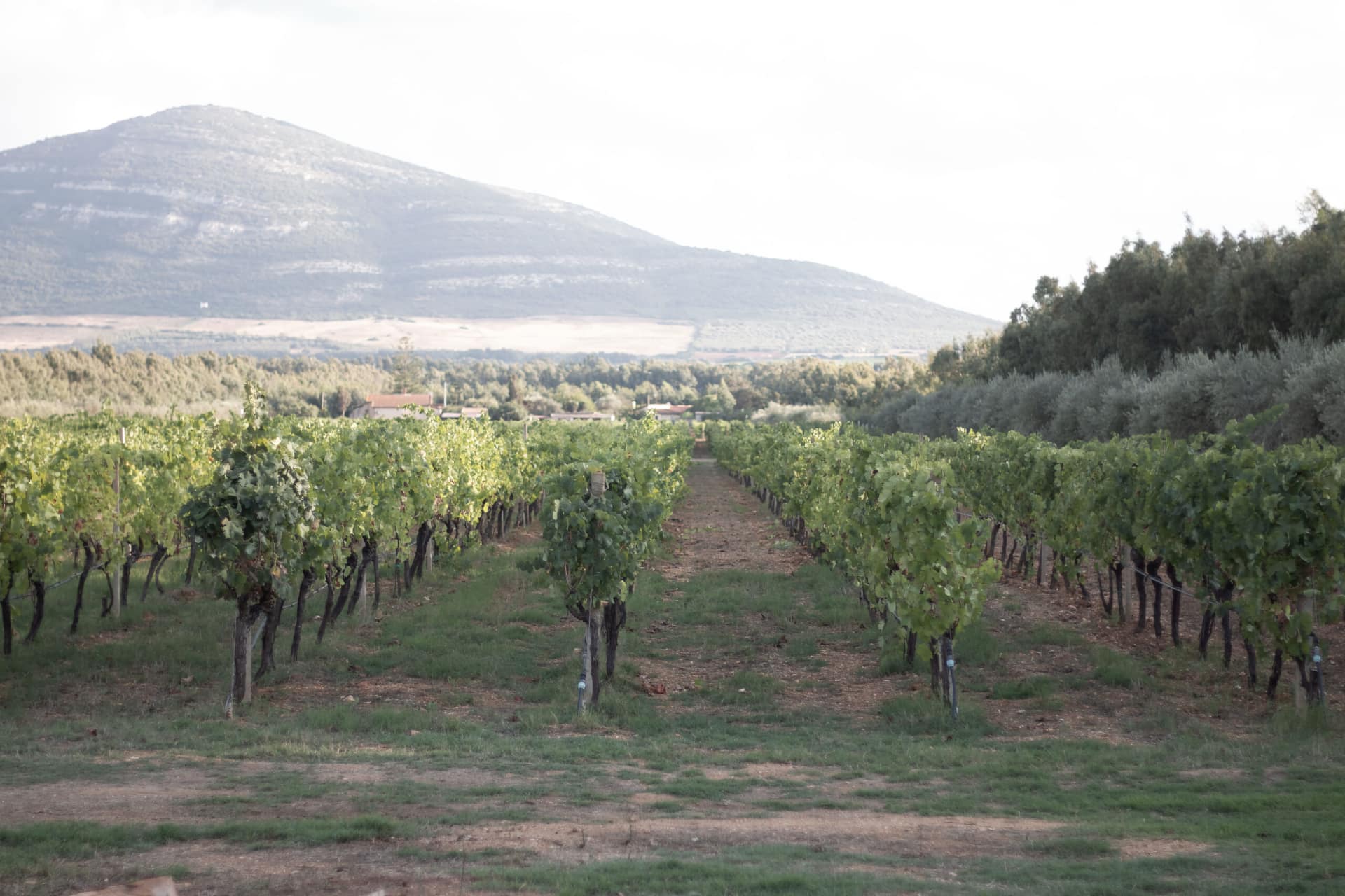 Vigneto di Podere 45