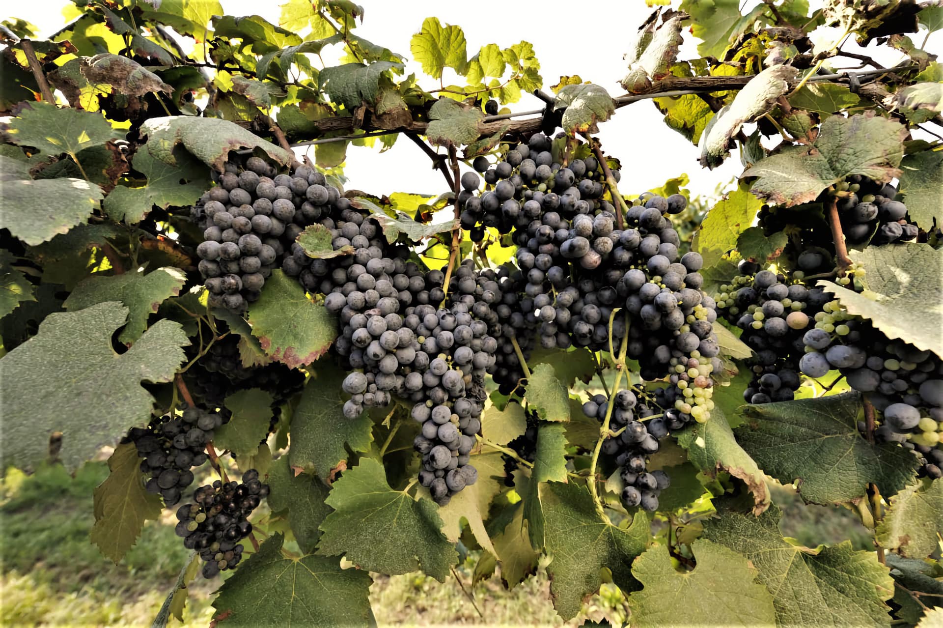 Grappoli di lambrusco