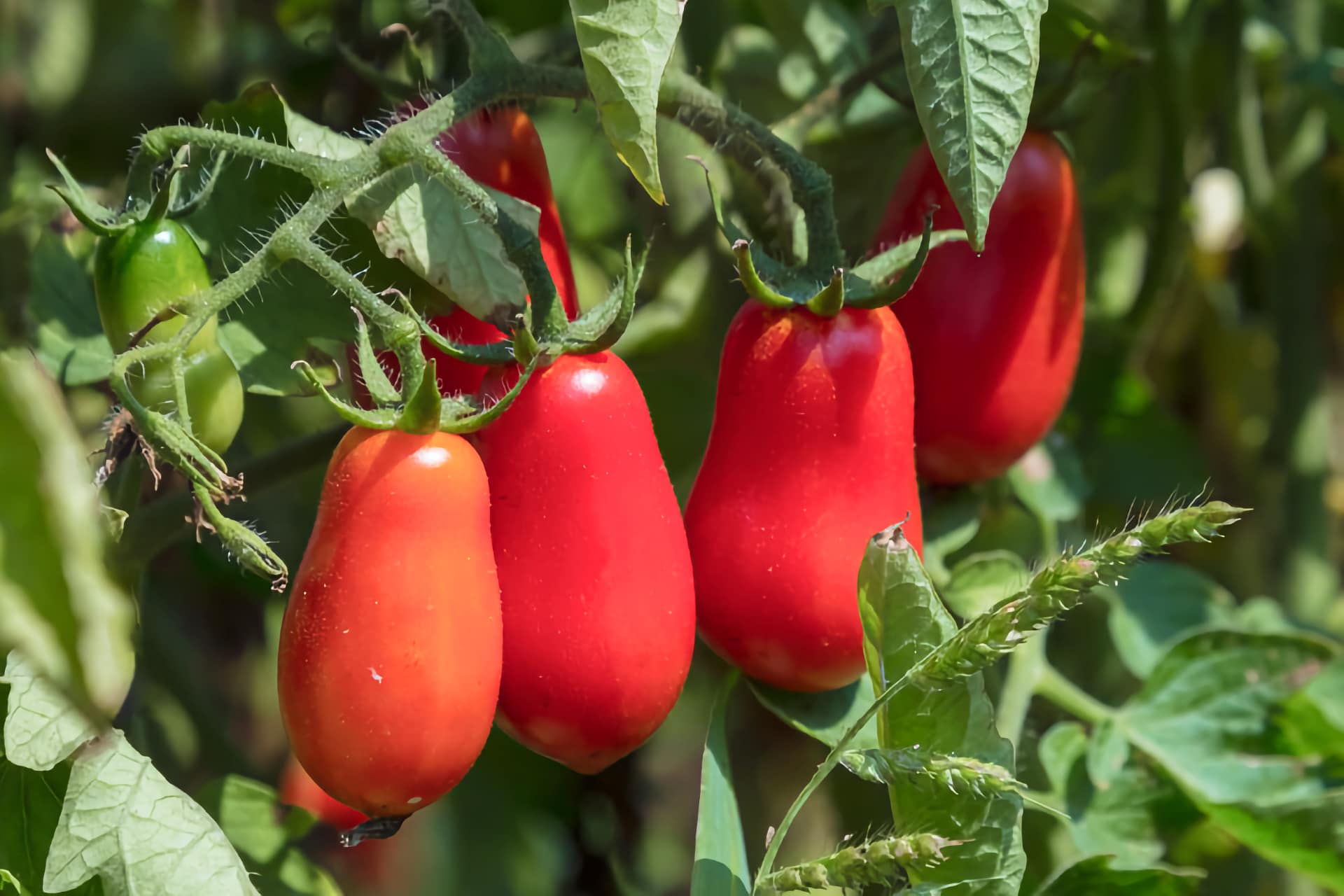 Pomodoro Cannellino Flegreo