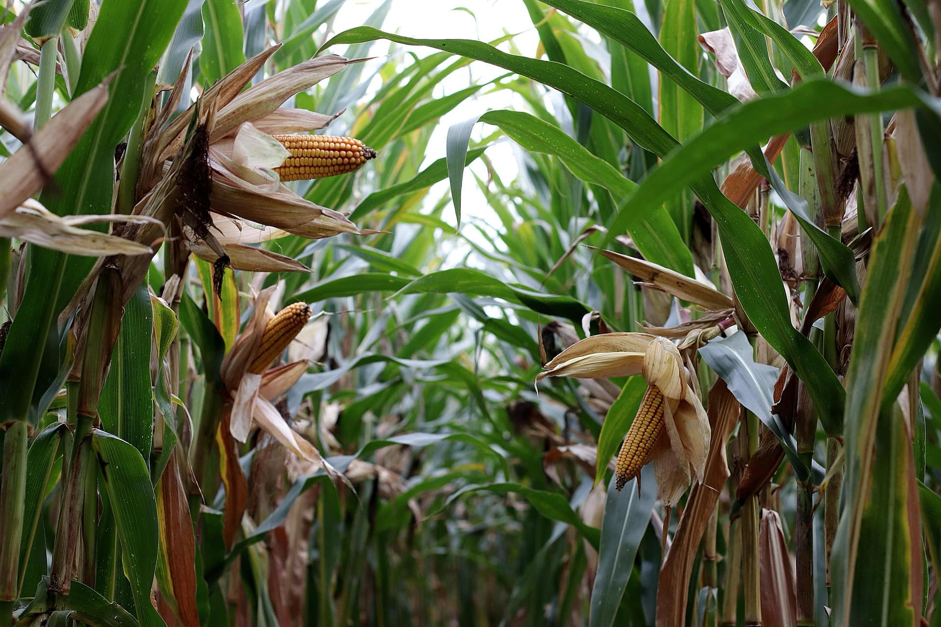 Campo di mais