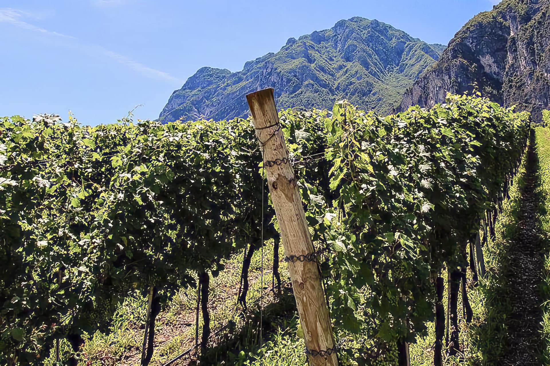 Cantina di Riva vigneti