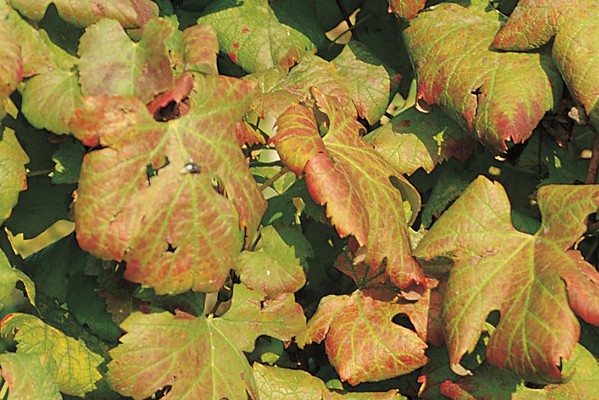 Flavescenza dorata