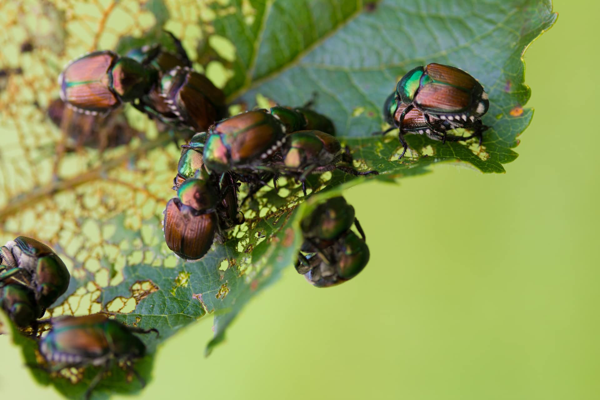Popillia Japonica