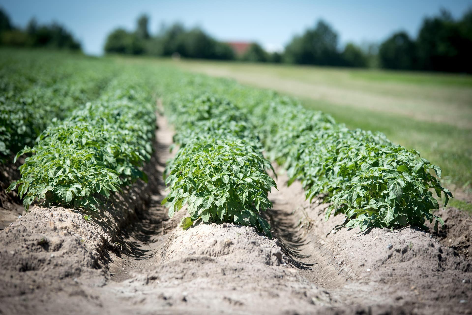 Rapporto piante e terreno sempre più centrale