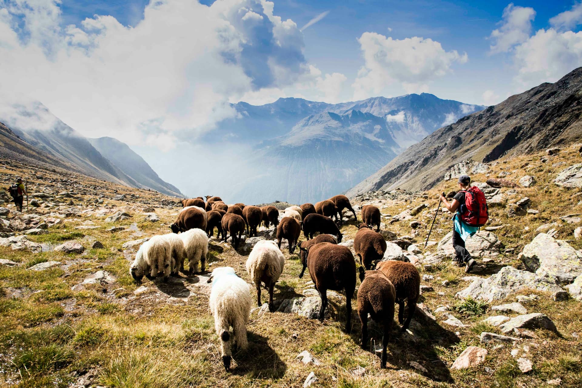 Transumanza in Val Senales