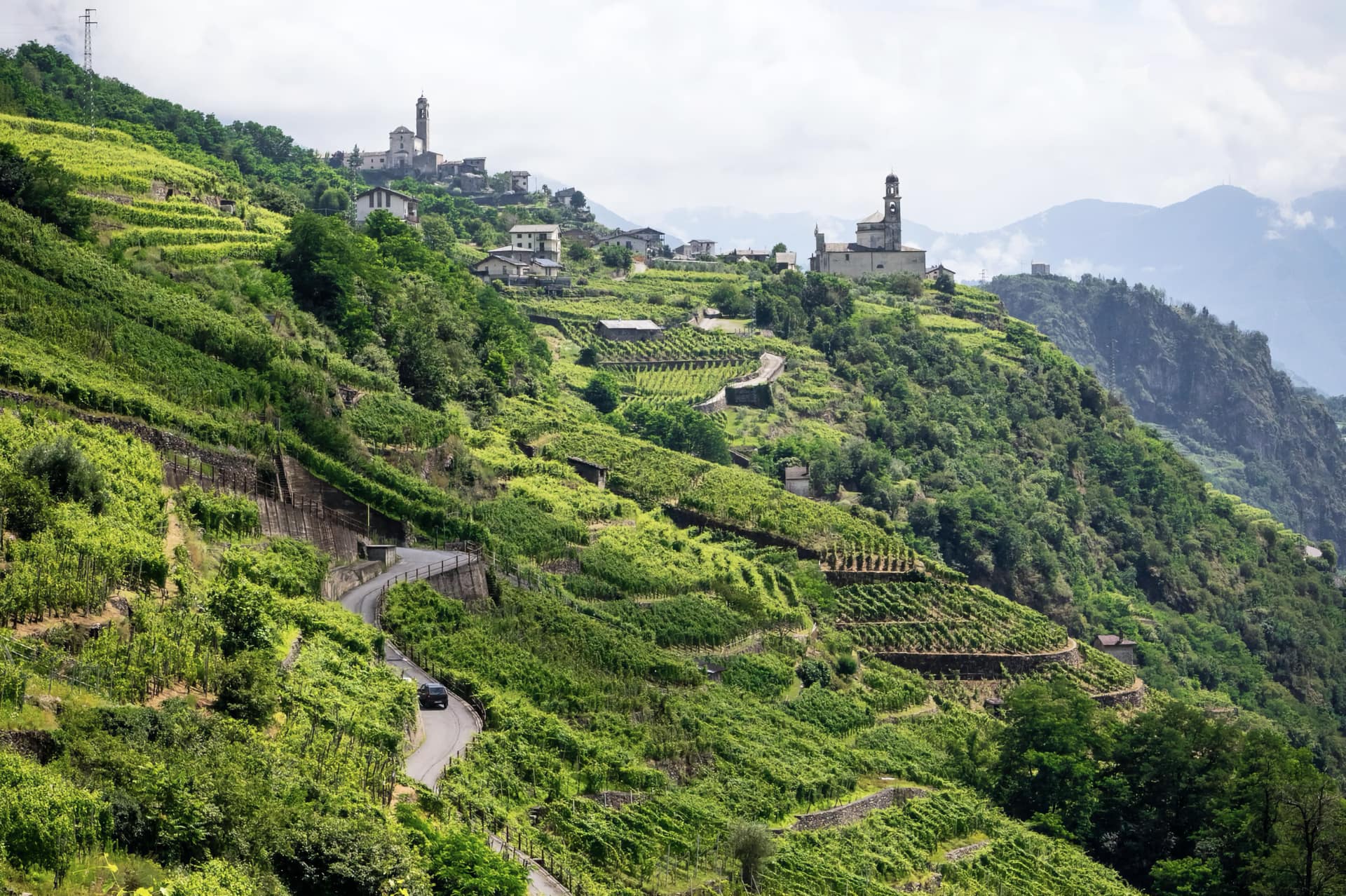 Valtellina vigneto