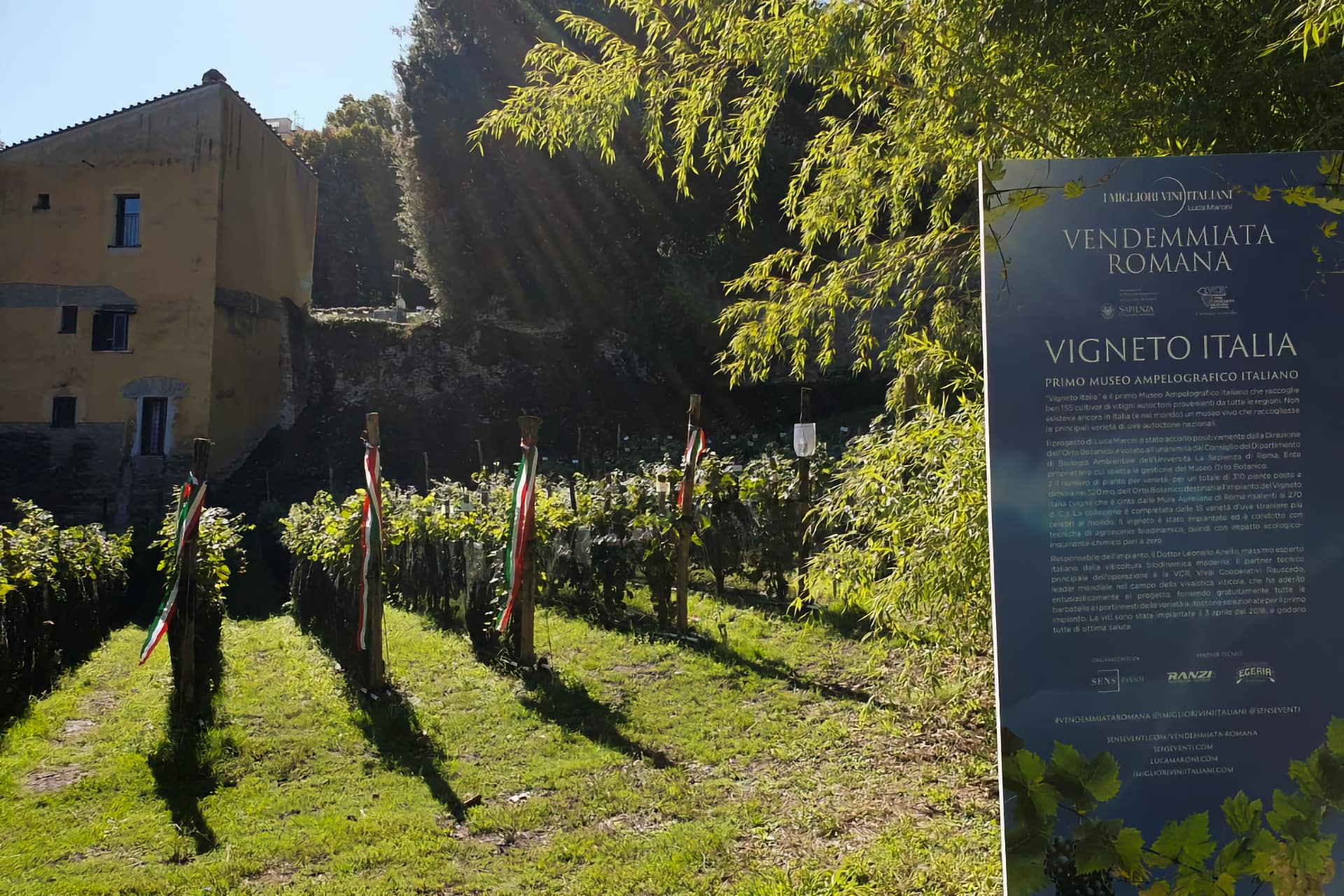 Vendemmiata Romana VIgneto Italia