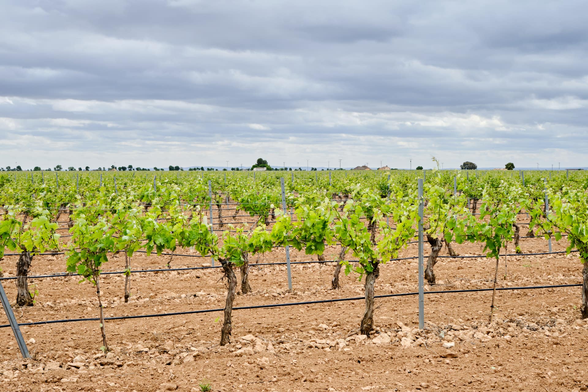 Vigna con sistema di irrigazione