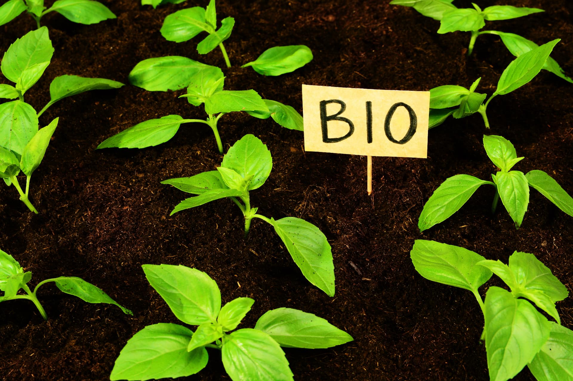 Basilico bio