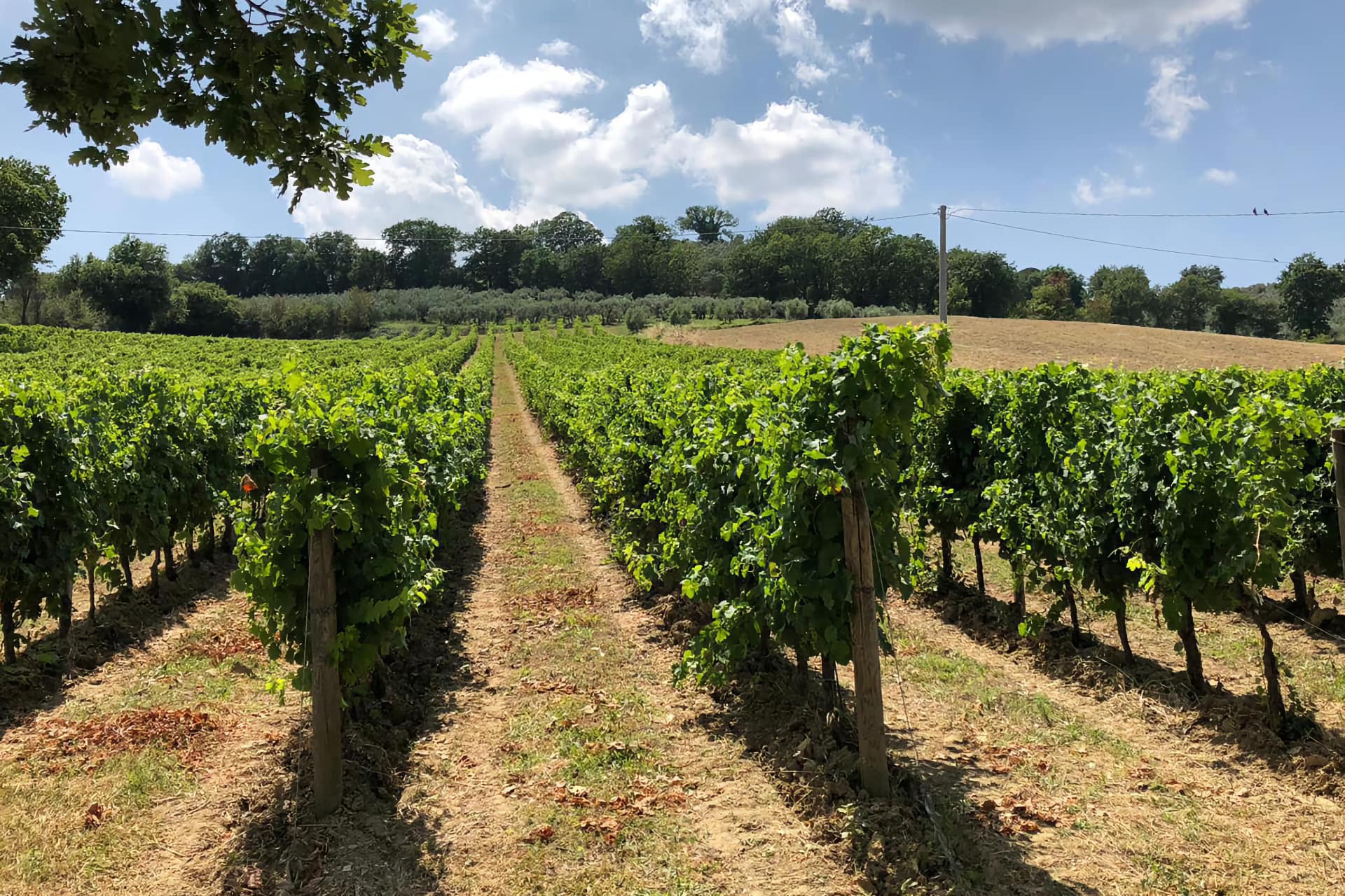 Le vigne della Azienda agricola Mevante