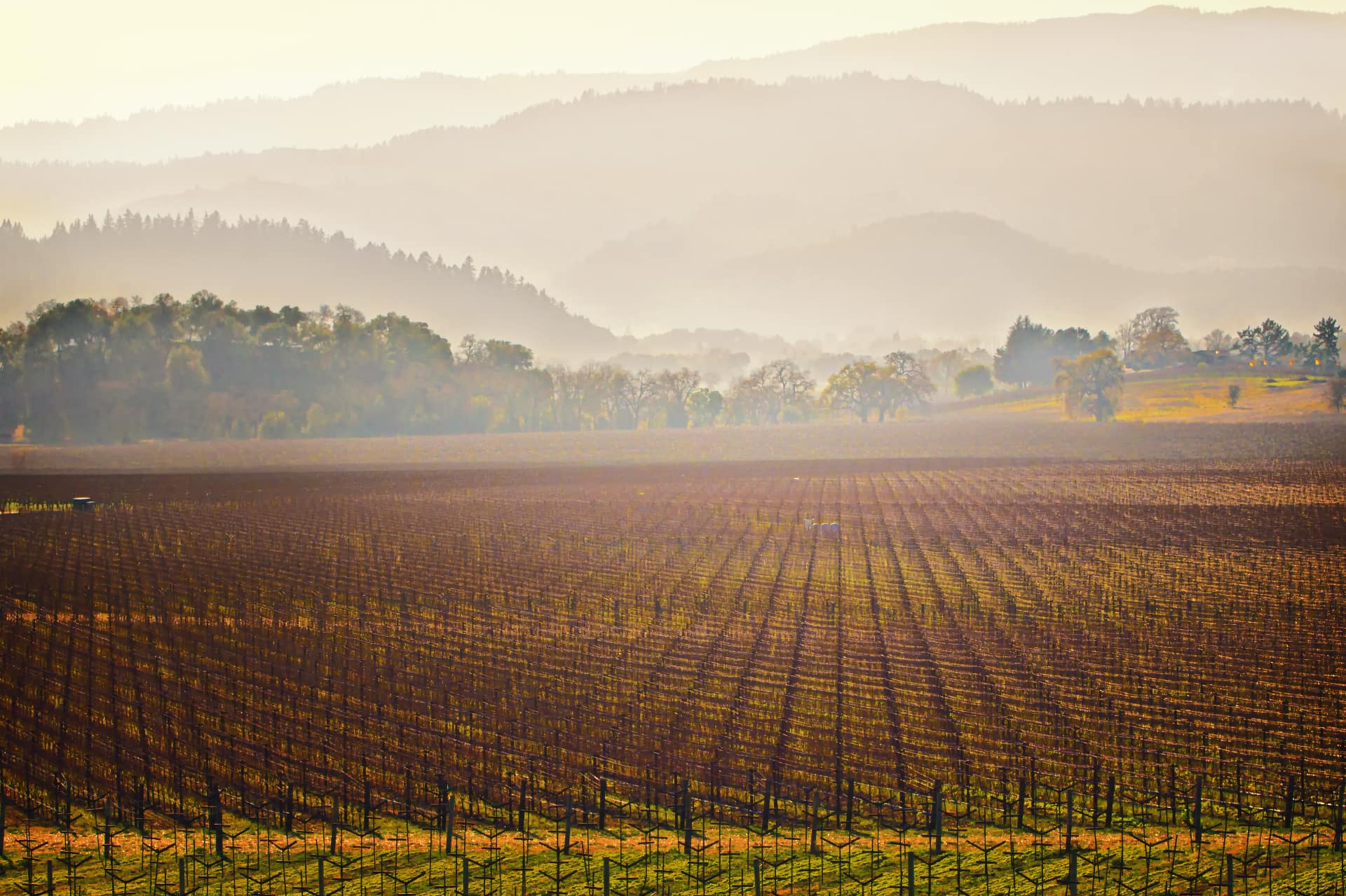 Napa Valley in California