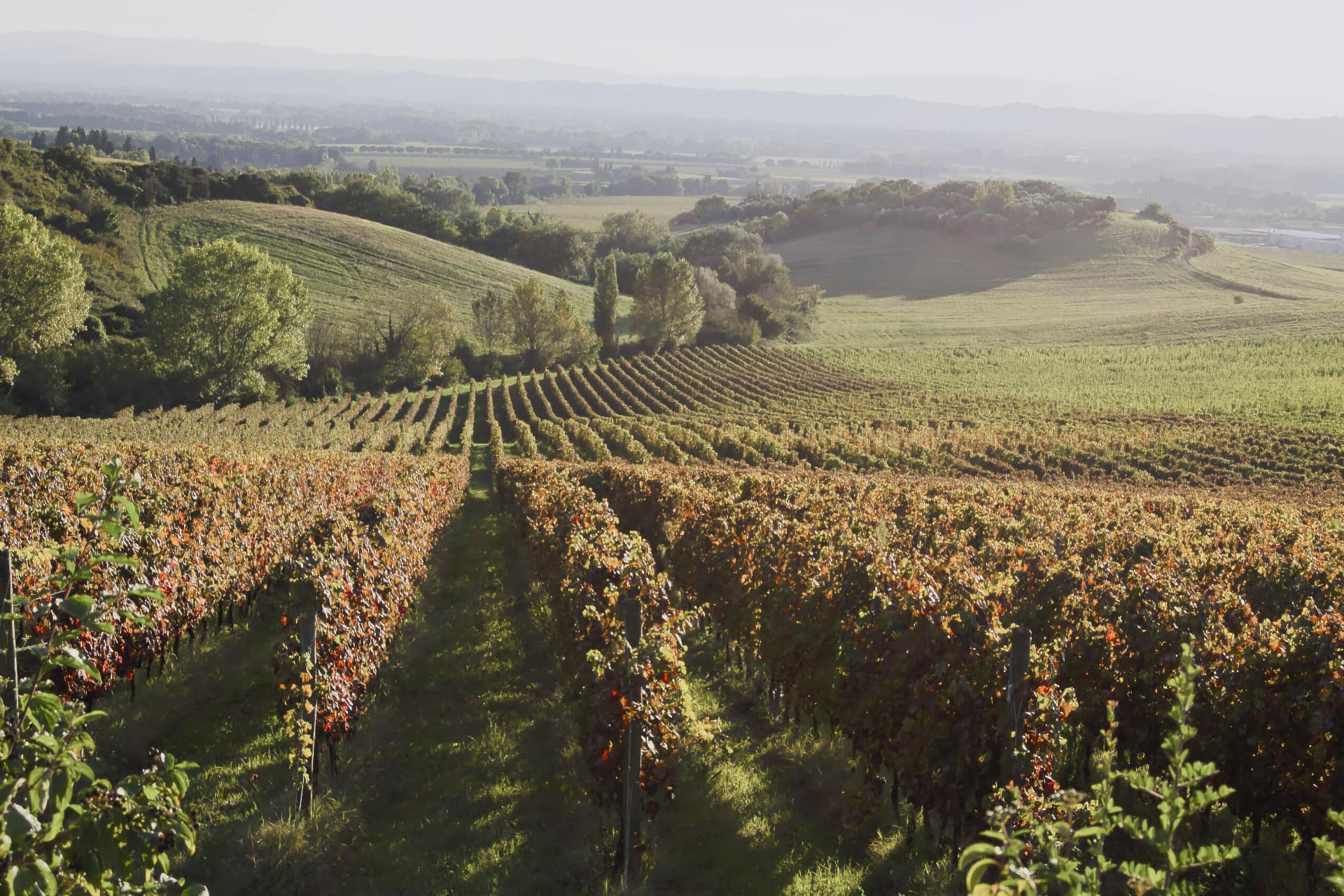 Le vigne di Lungarotti