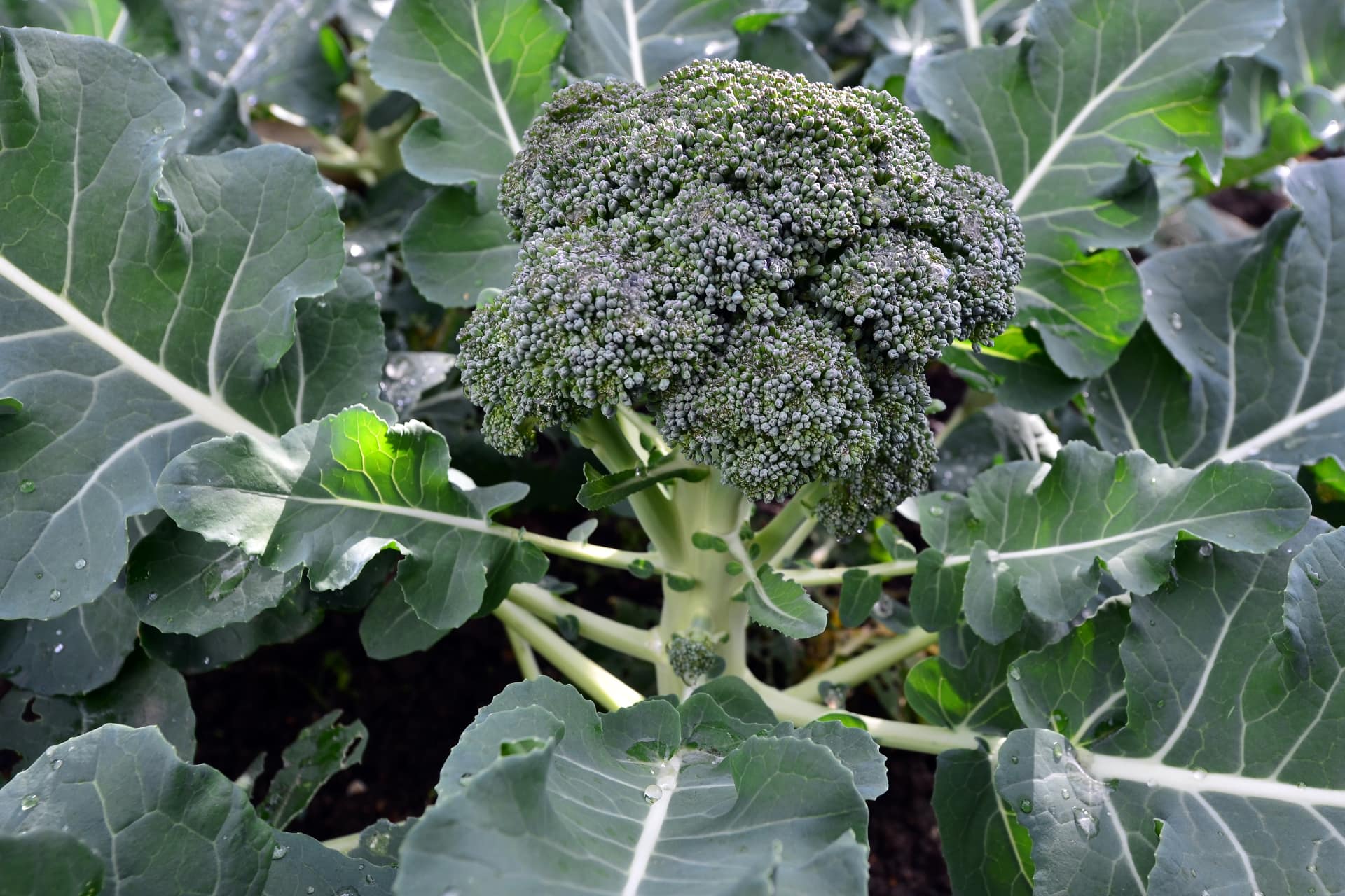 Pianta di broccoli