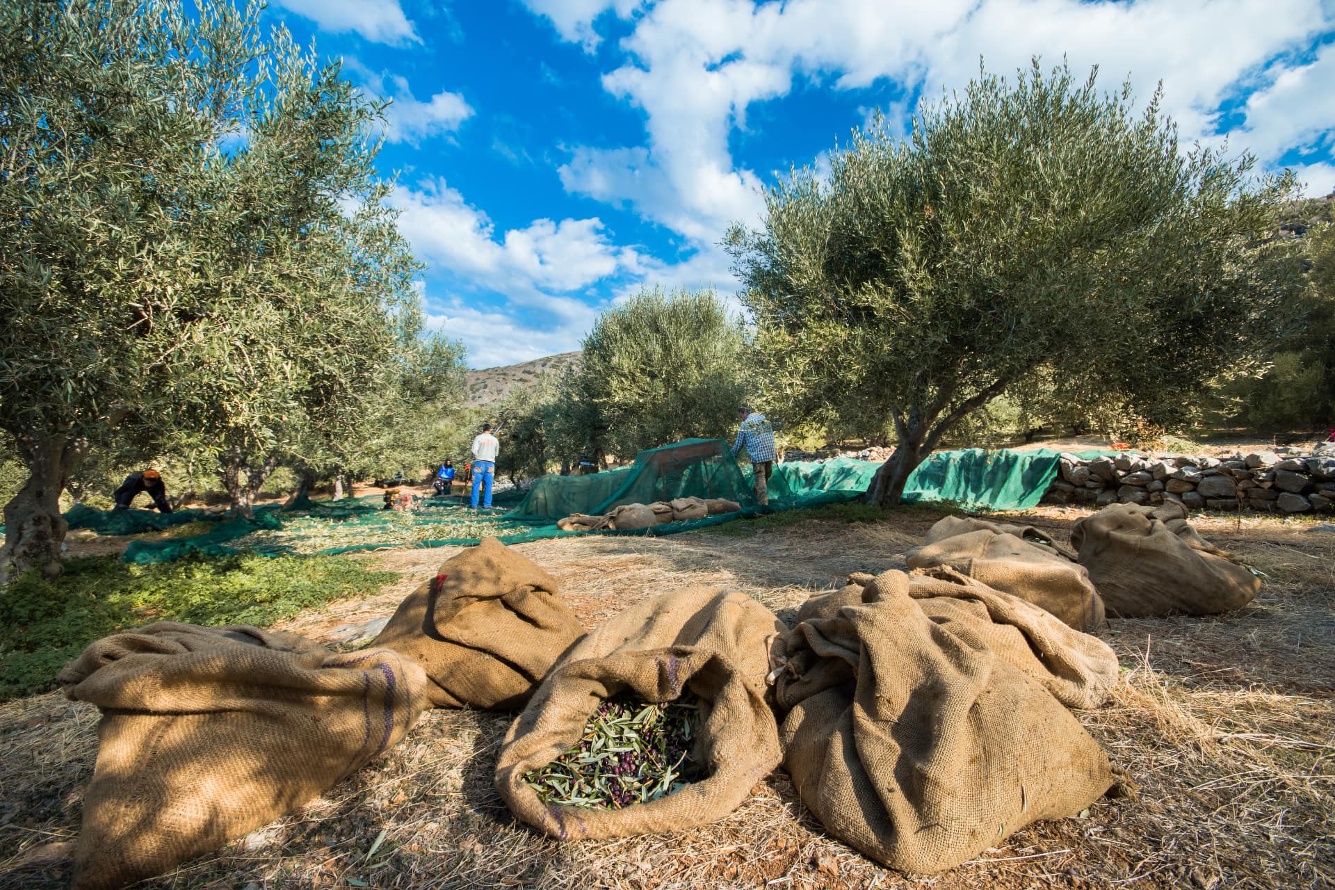Raccolta olive