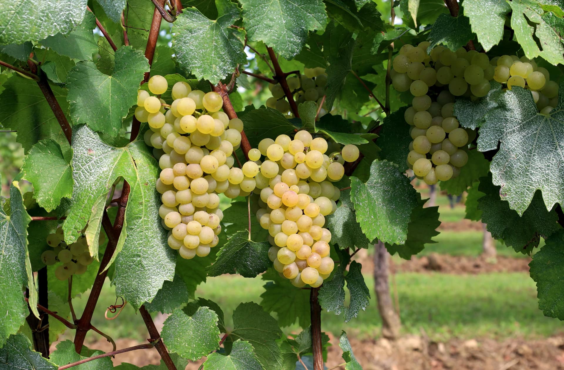 Chardonnay