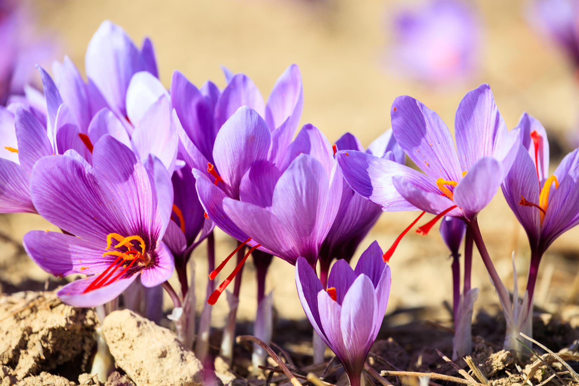 Fiori di zafferano