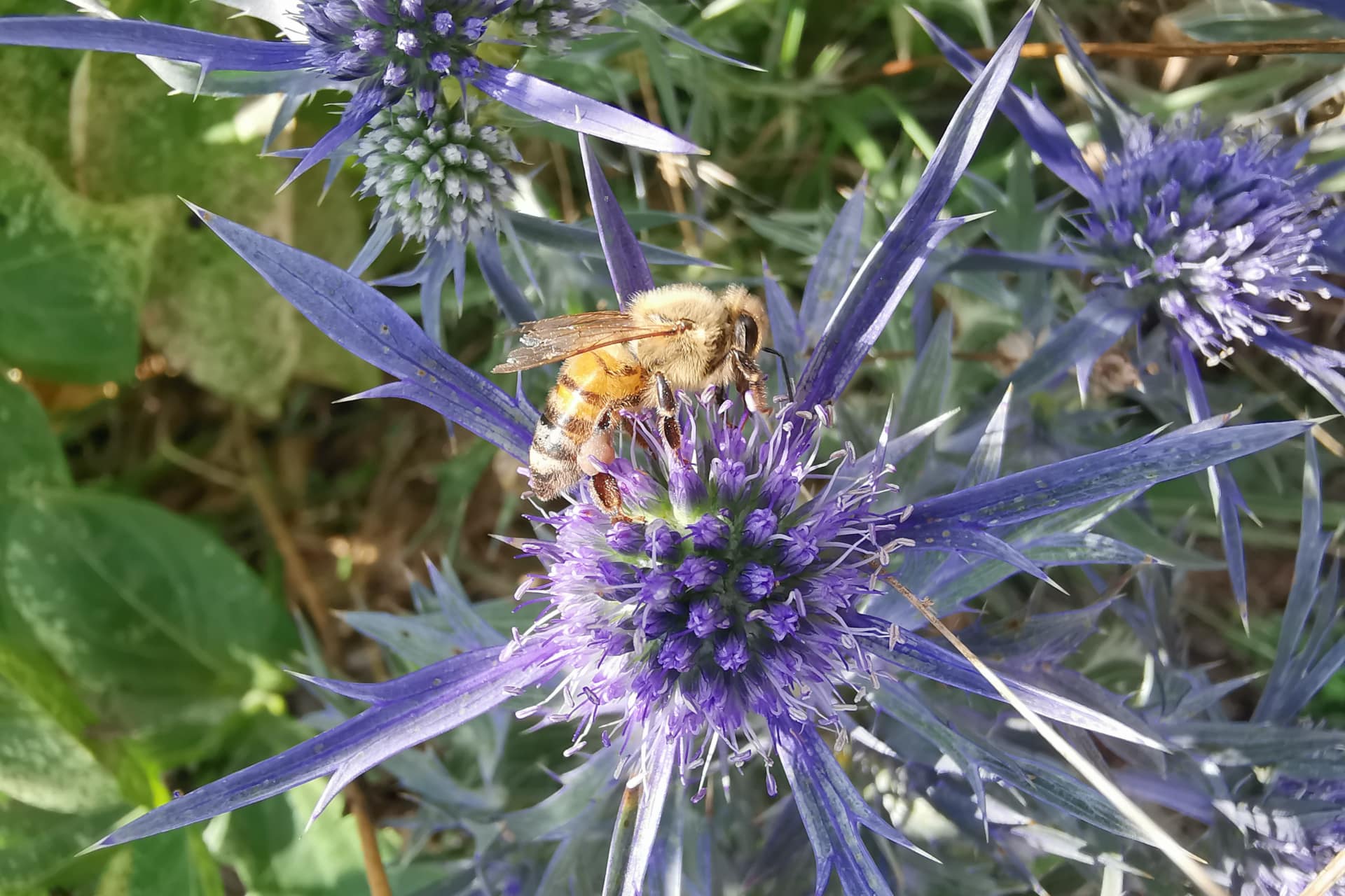 Ape mellifera nel Parco nazionale del Matese