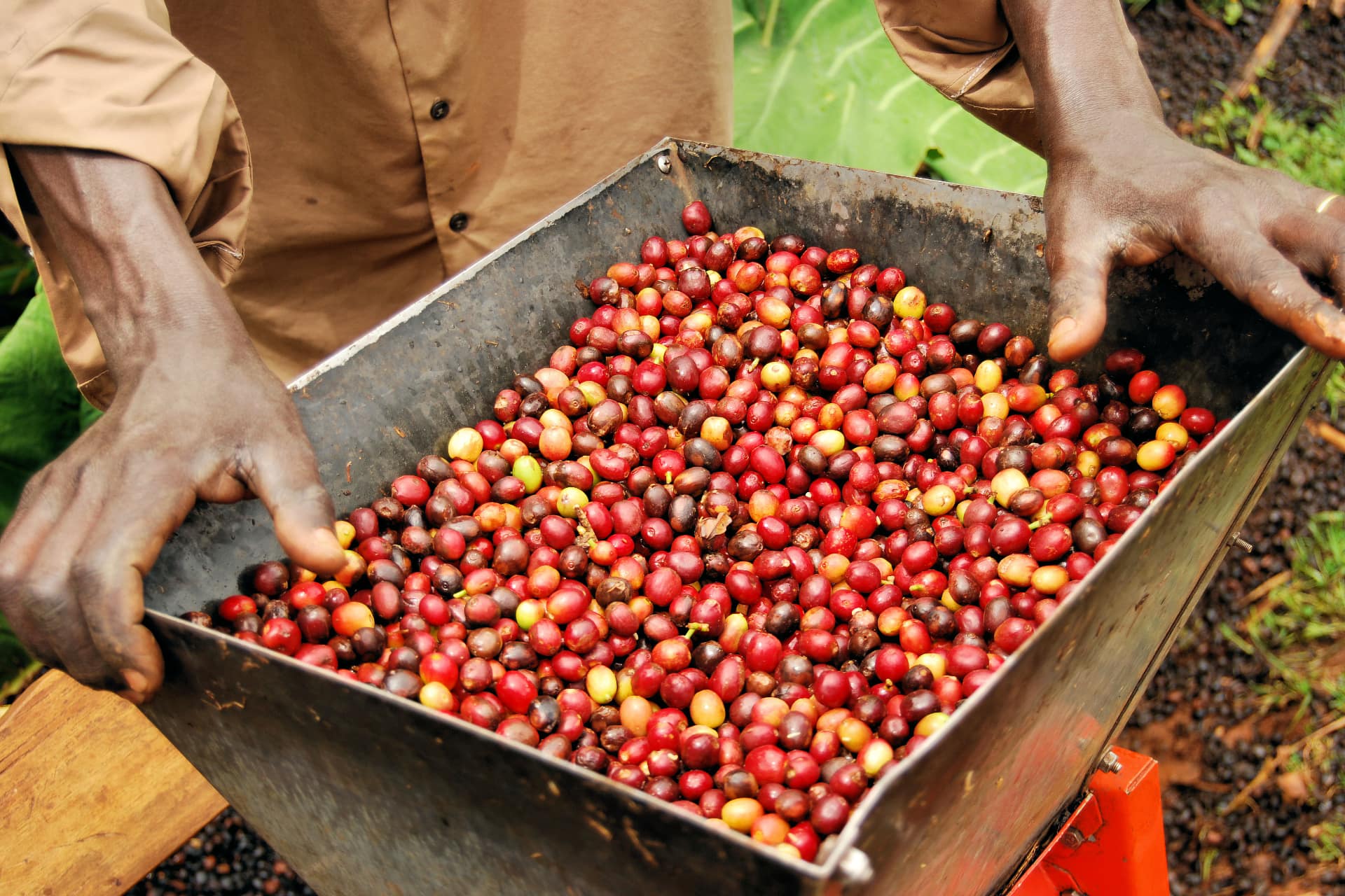 Caffè appena raccolto