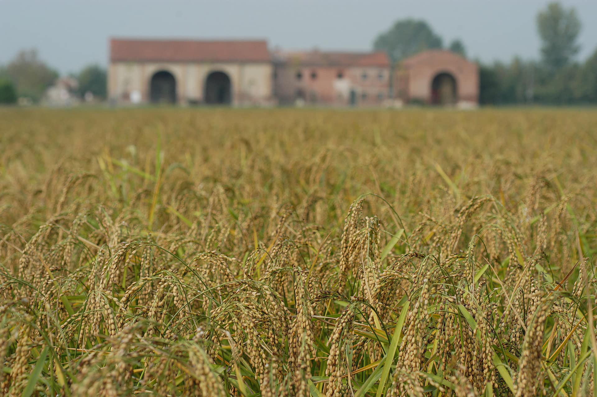Risaia - Archivio Slow Food