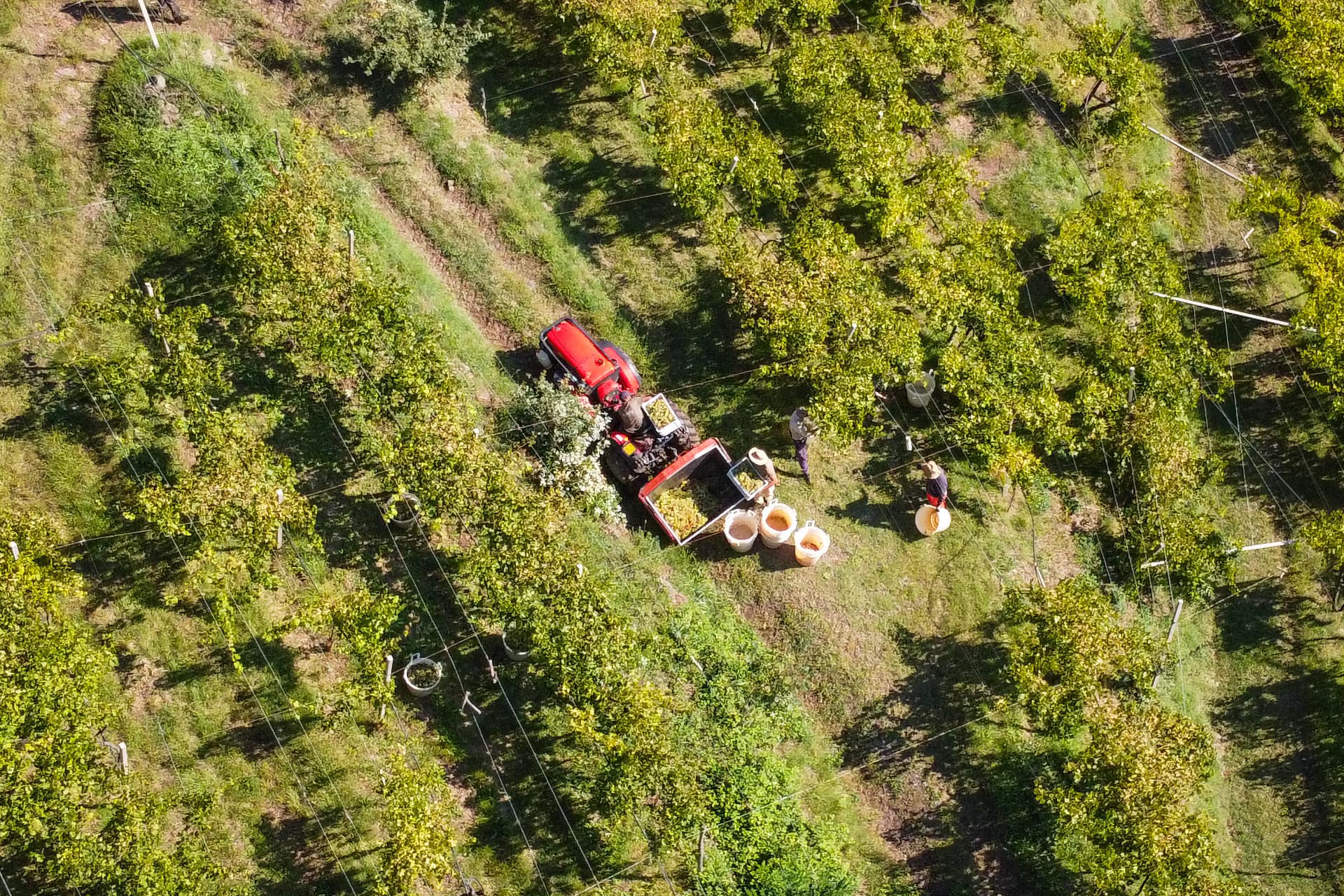Suavia vendemmia 2025