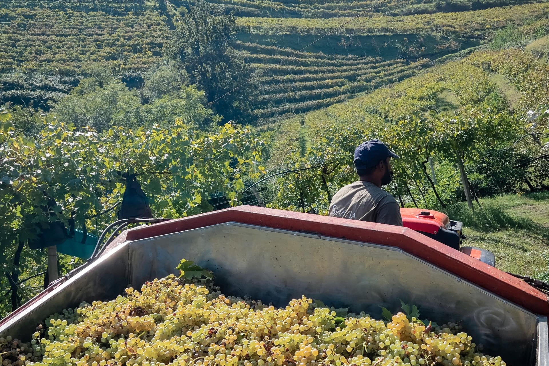 Suavia vendemmia 2025