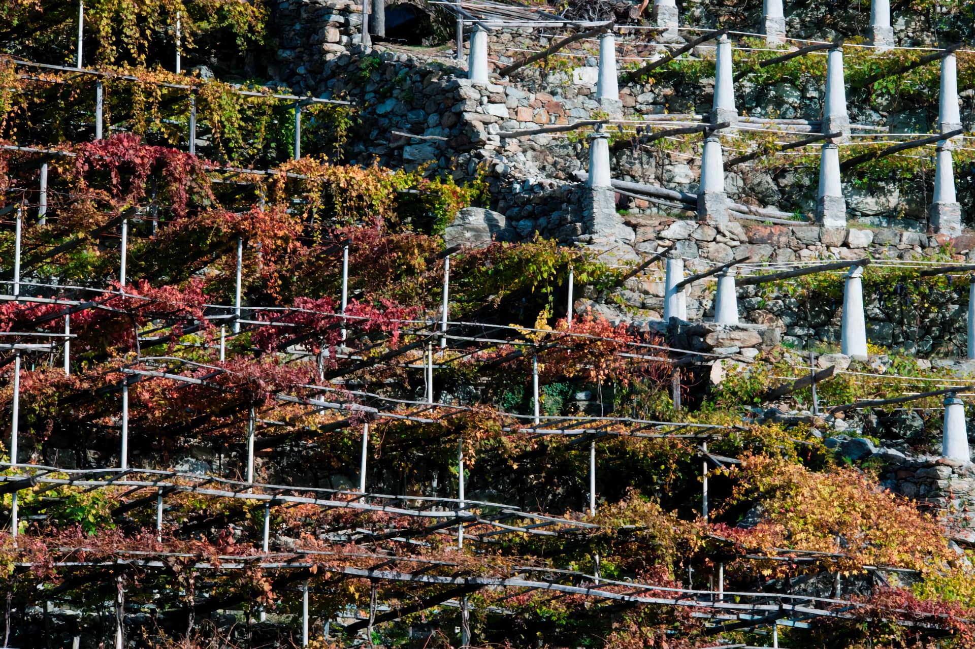 Vigne a Donnas