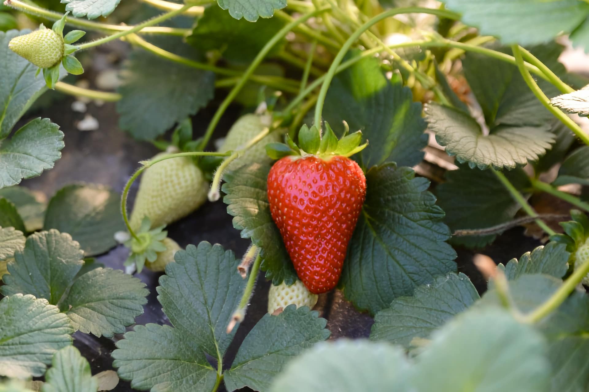 Fragola della Basilicata IGP