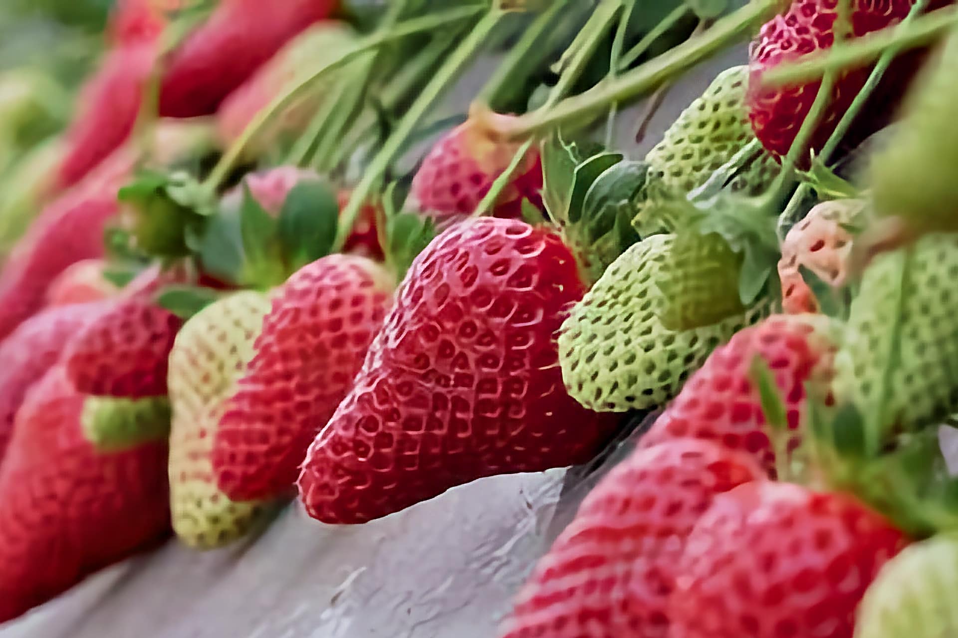 Fragola della Basilicata IGP