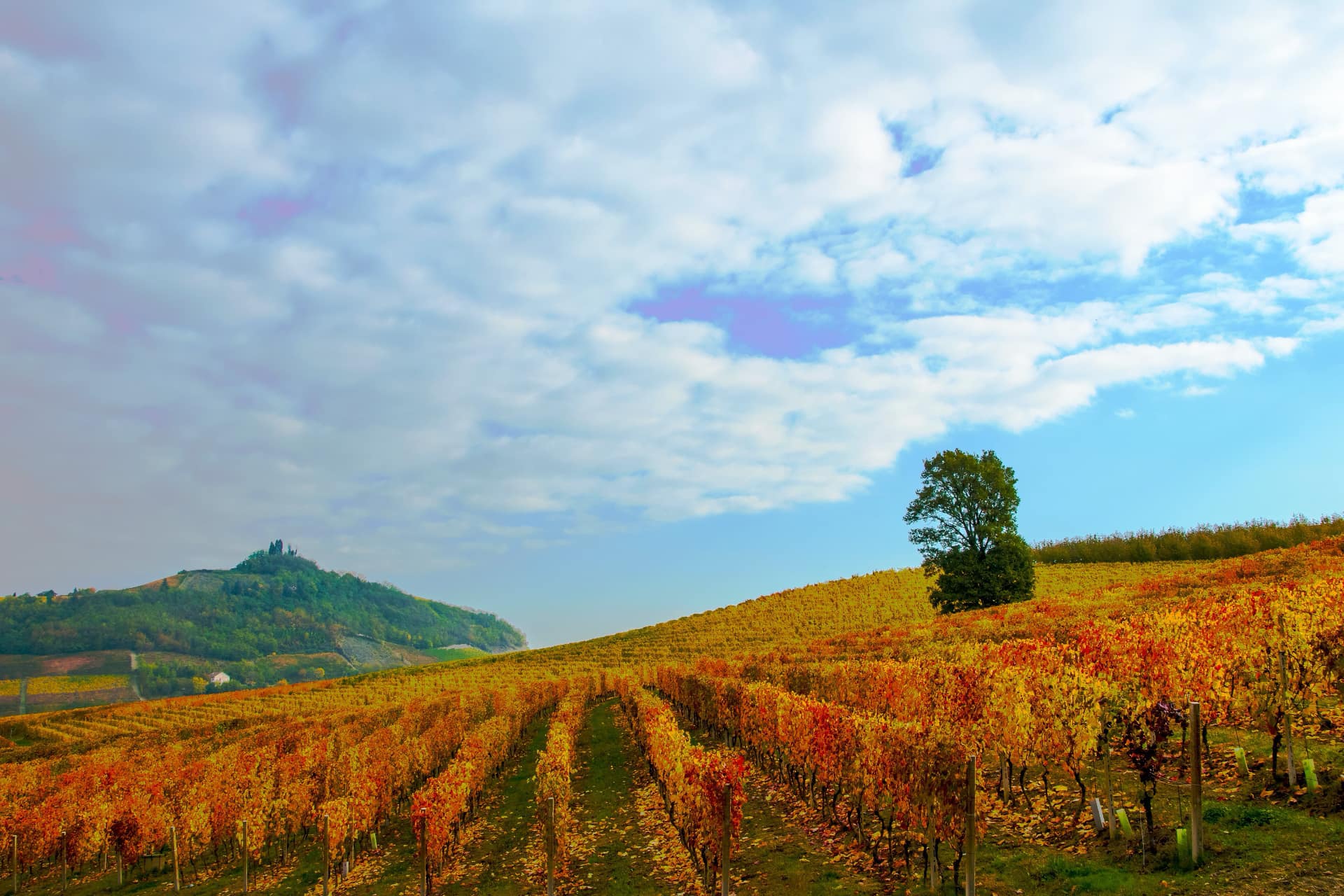 Le vigne dove nasce la Barbera d'Asti