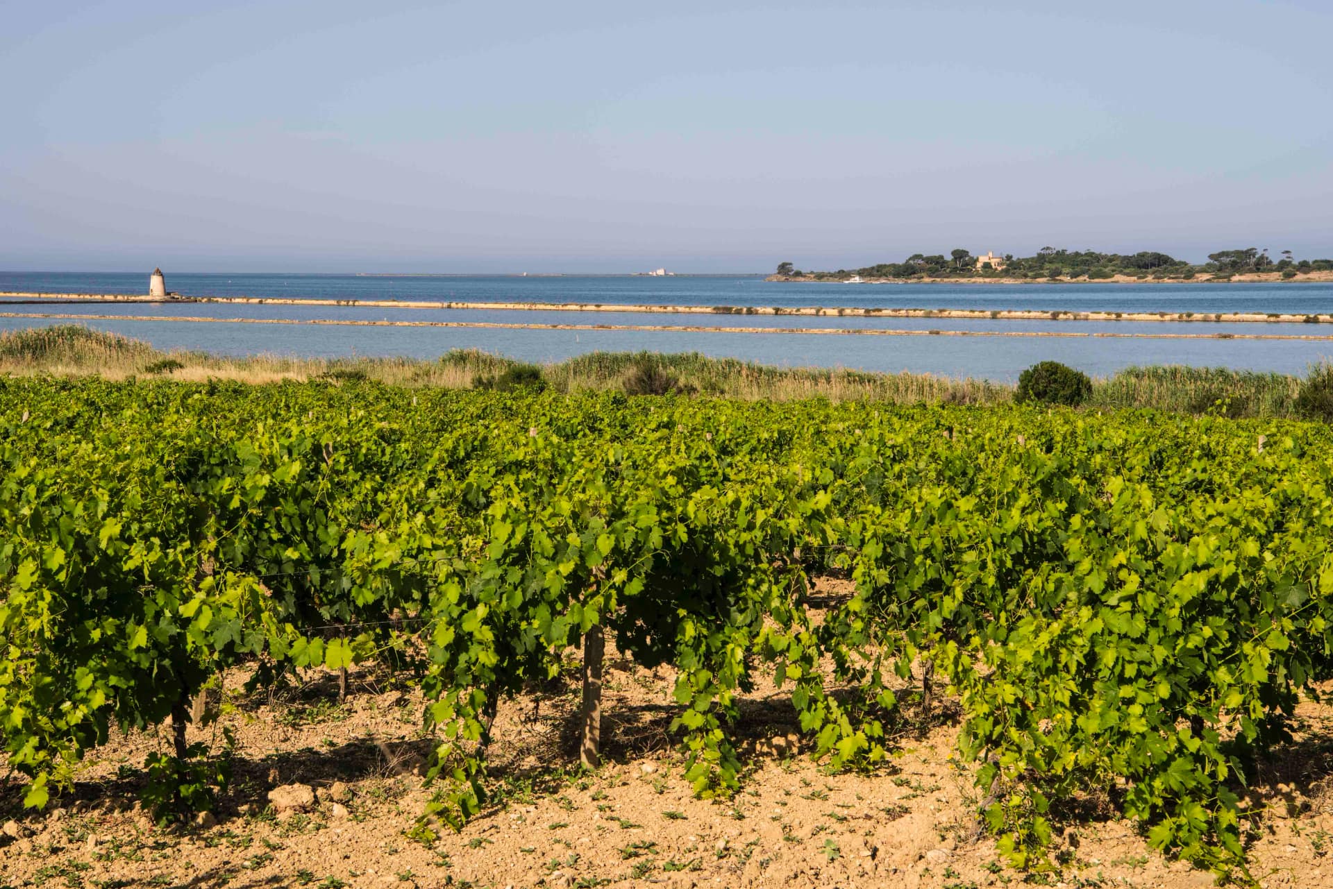 Vigne siciliane - foto Consorzio Doc Sicilia