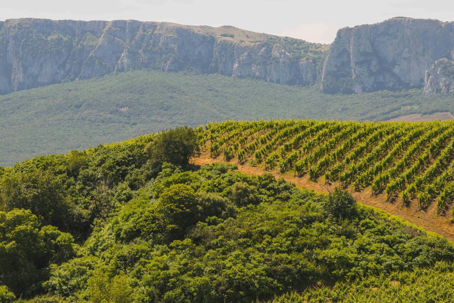Vigneti in Sicilia - foto Consorzio Doc Sicilia