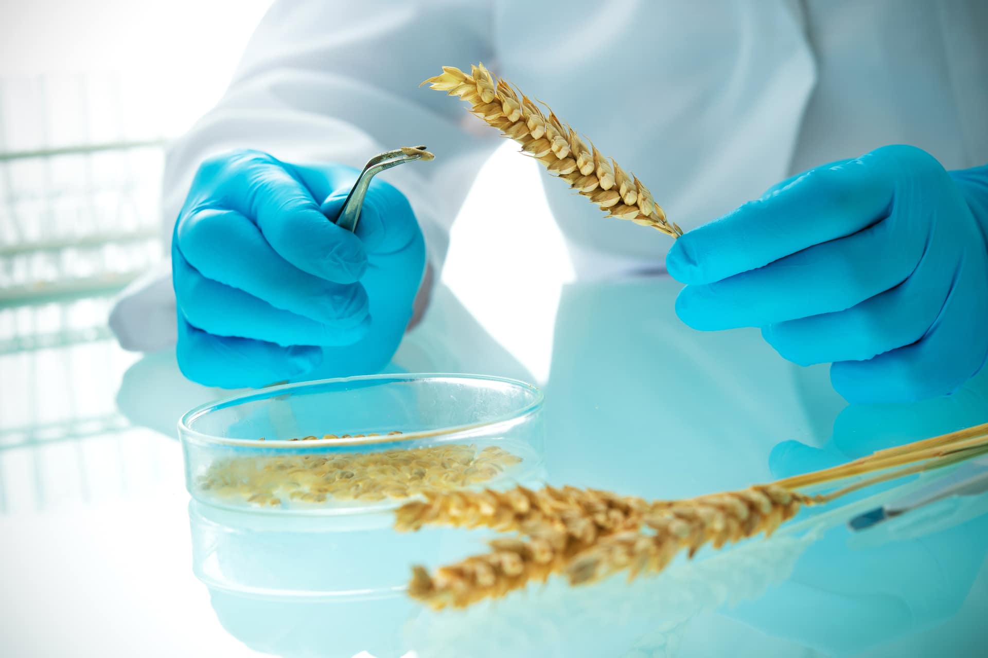 Laboratorio ricerca cereali