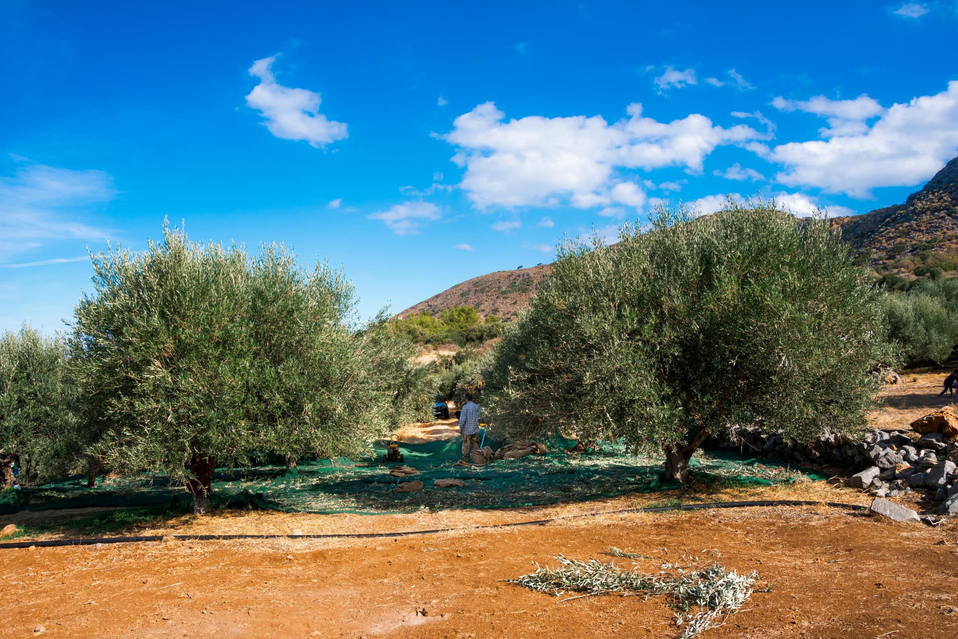 Oliveto