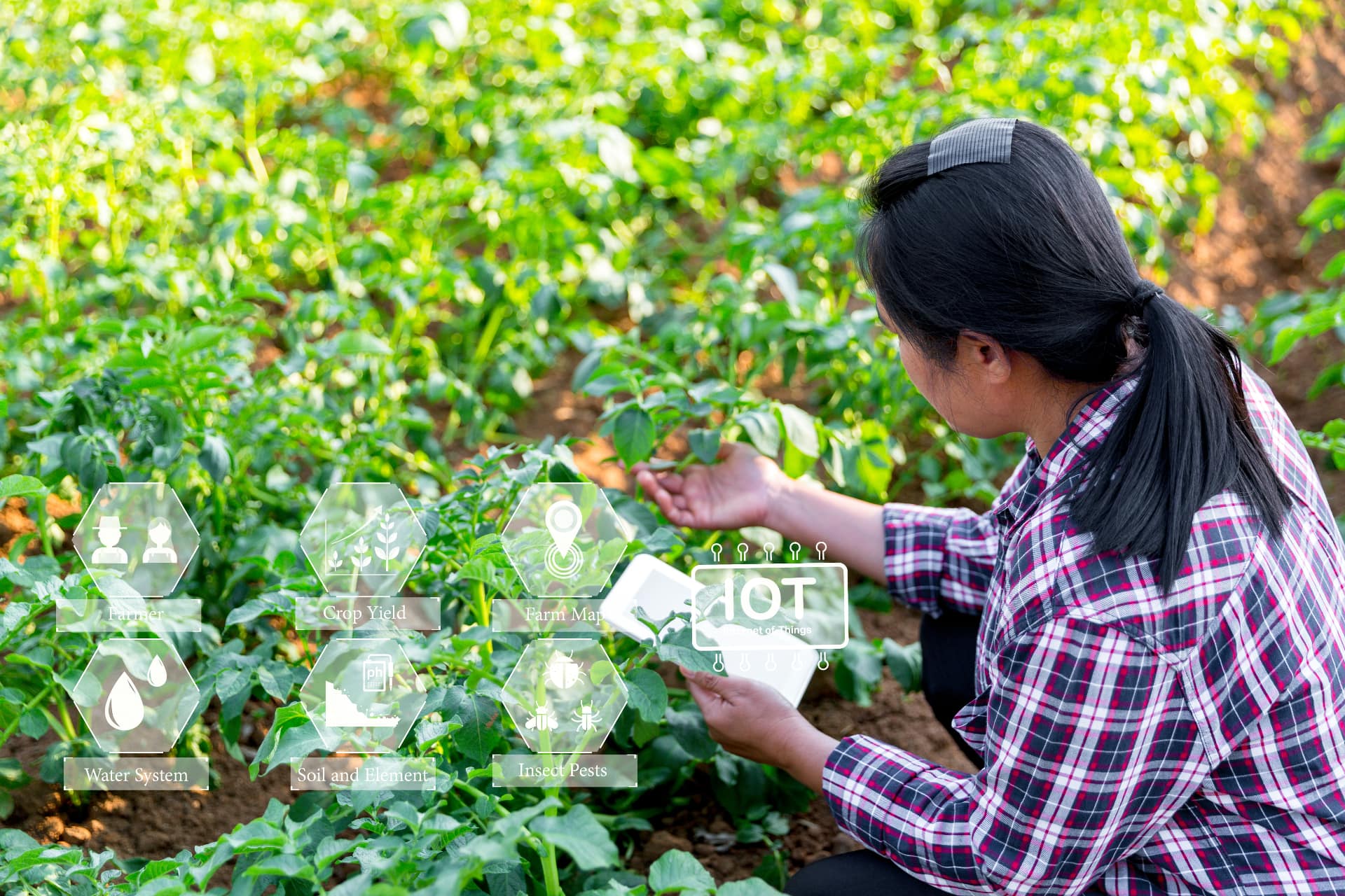 Ricercatrice al lavoro in campo