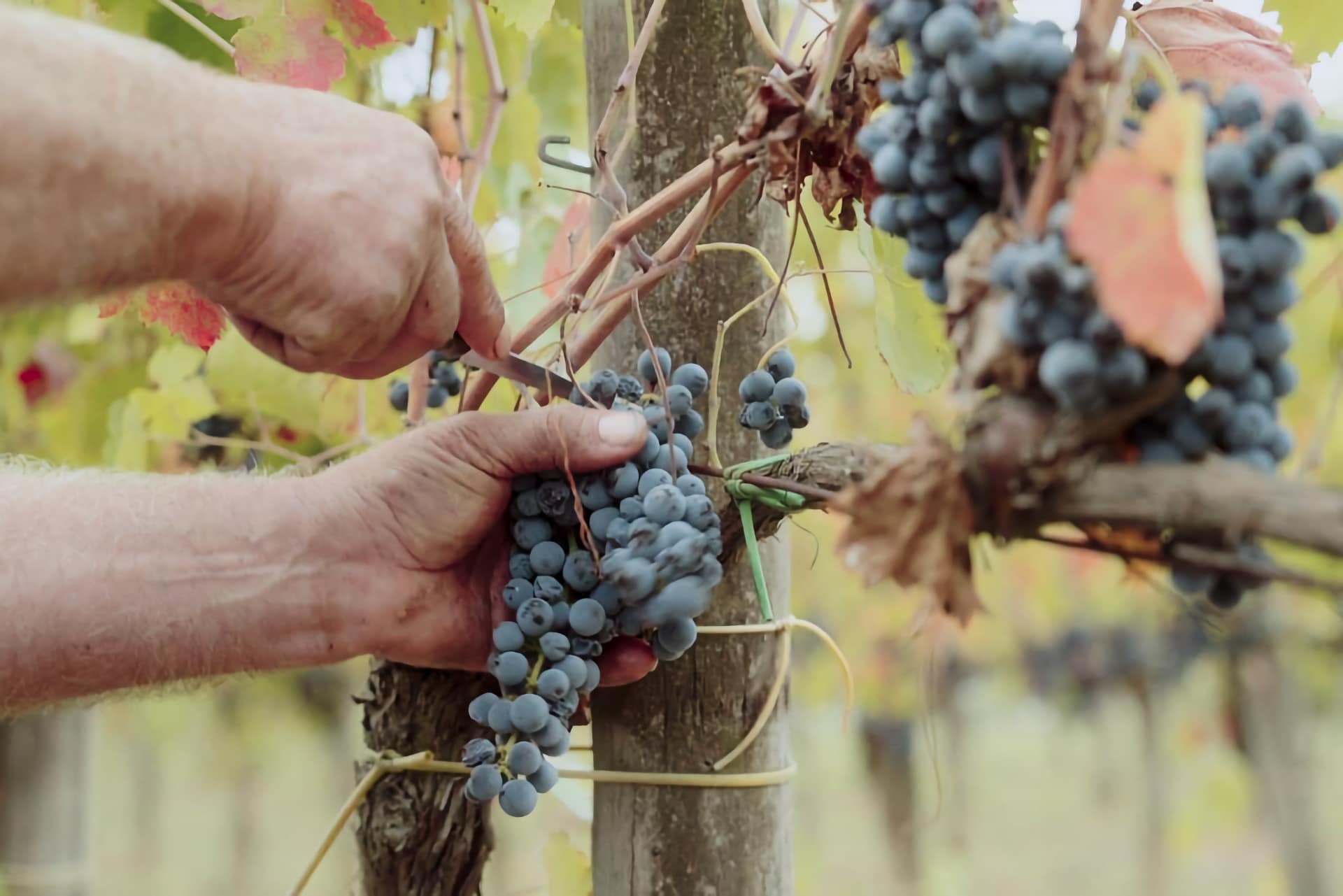 Vendemmia uve Antica Hirpinia