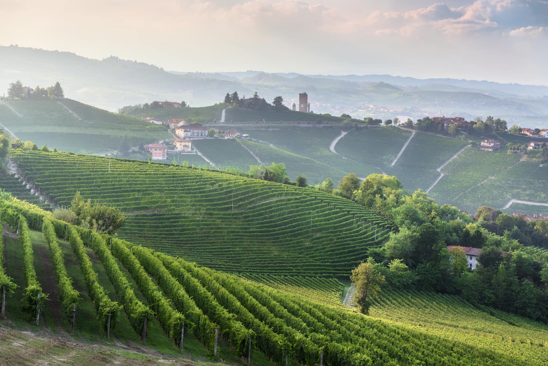 Vigneti nelle Langhe